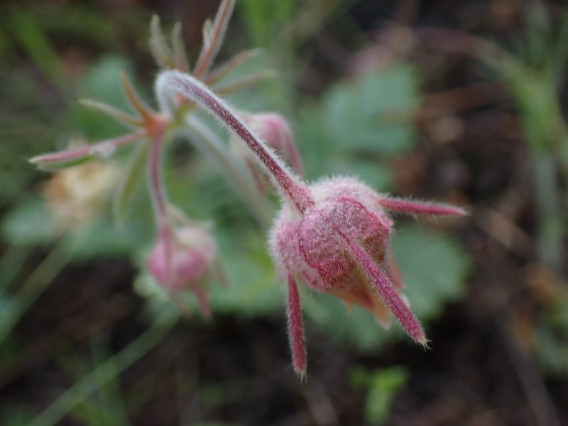 Geum triflorum, photographed by Shane Johnson