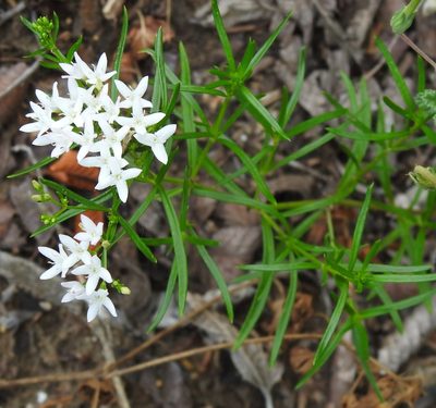 Stenaria nigricans, photographed by saltyhiker