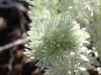 Artemisia frigida, photographed by Shane Johnson