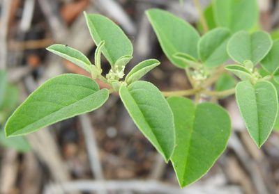 Croton monanthogynus