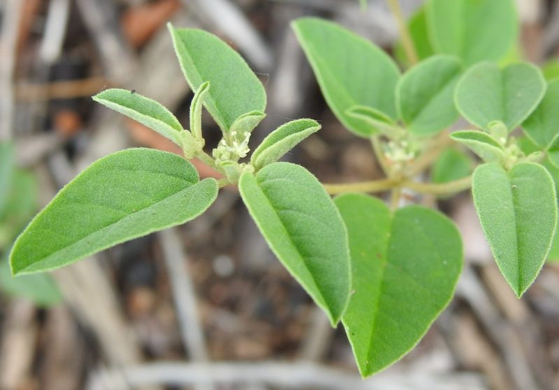 Croton monanthogynus, photographed by saltyhiker