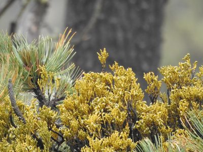 Arceuthobium globosum, photographed by Bernabe Colohua