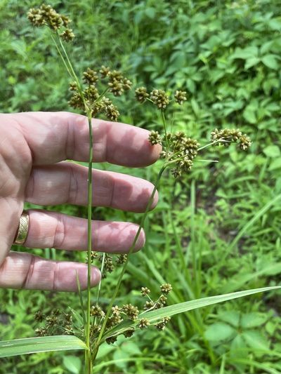 Scirpus georgianus, photographed by Becky Dill
