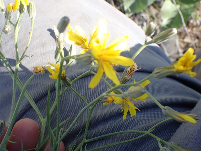 Crepis atribarba, photographed by Shane Johnson