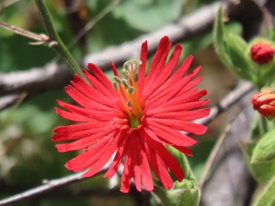 Silene laciniata, photographed by John Hibbard