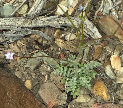 Gilia ophthalmoides, photographed by Steve Matson