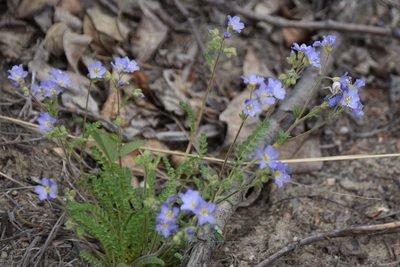 Polemonium pulcherrimum, photographed by Syd Cannings