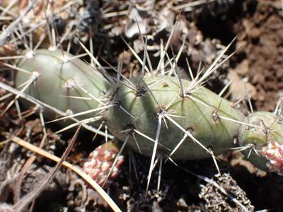 Opuntia fragilis, photographed by Shane Johnson