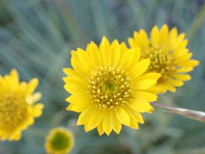 Erigeron linearis, photographed by Shane Johnson