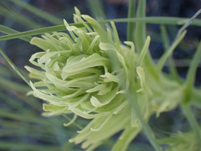 Castilleja thompsonii, photographed by Shane Johnson