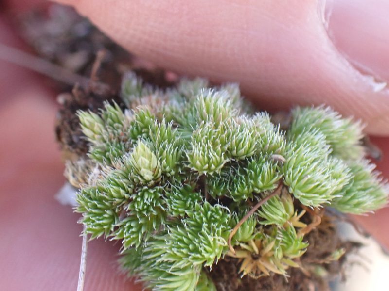 Selaginella scopulorum, photographed by Shane Johnson