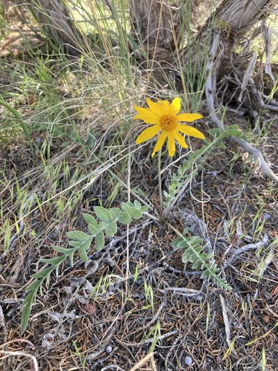Balsamorhiza incana, photographed by Cecelia Alexander