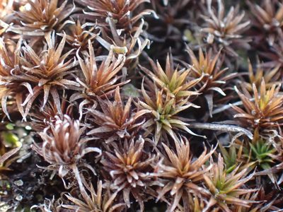 Polytrichum juniperinum, photographed by Shane Johnson
