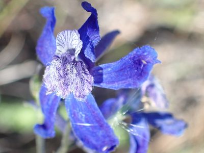 Delphinium nuttallianum, photographed by Shane Johnson