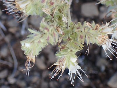 Phacelia hastata, photographed by Shane Johnson