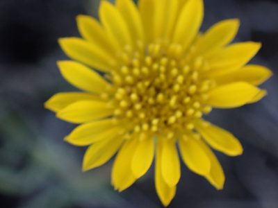 Erigeron linearis, photographed by Shane Johnson