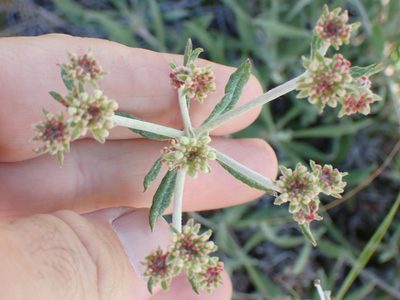 Eriogonum heracleoides, photographed by Shane Johnson