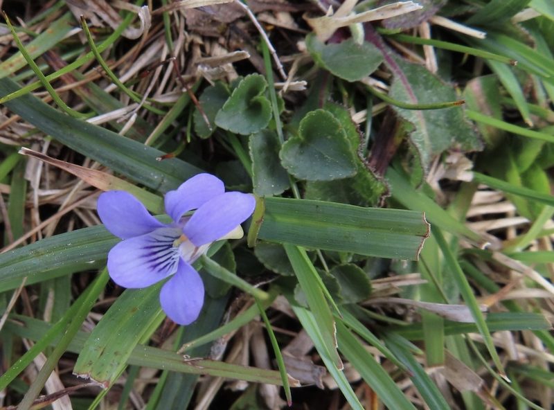 Viola riviniana, photographed by Anne Thomson