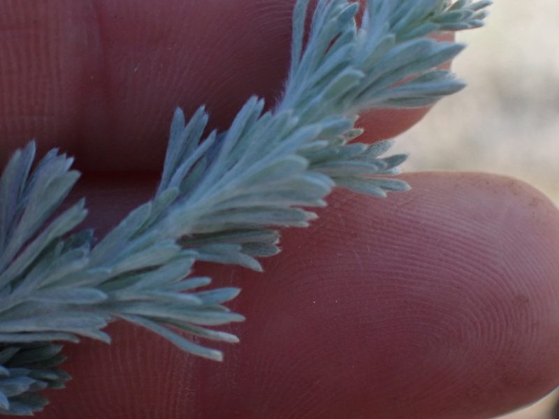Artemisia frigida, photographed by Shane Johnson