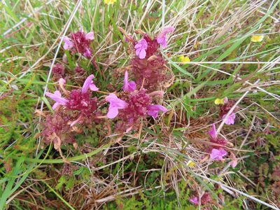 Pedicularis sylvatica, photographed by Anne Thomson