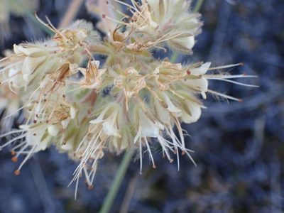 Phacelia hastata, photographed by Shane Johnson