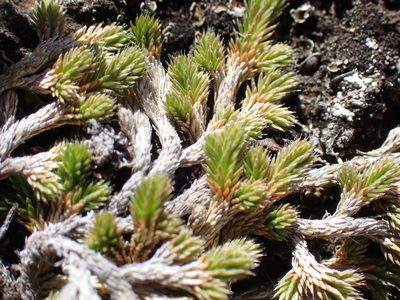 Selaginella wallacei, photographed by Shane Johnson