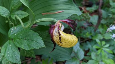 Cypripedium calceolus, photographed by Mattia Menchetti