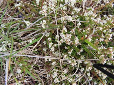 Galium saxatile, photographed by Anne Thomson