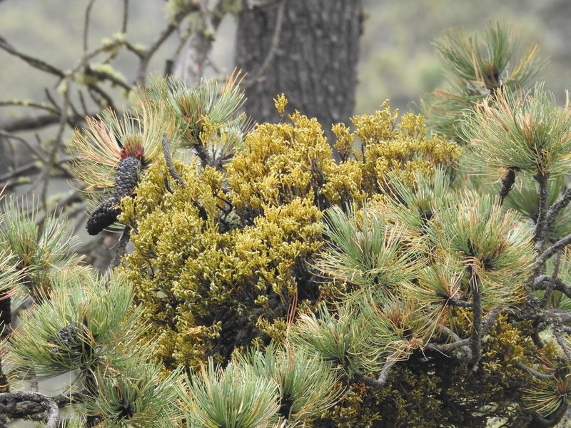 Arceuthobium globosum, photographed by Bernabe Colohua