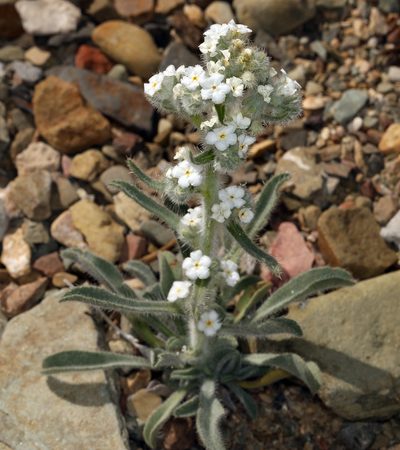 Oreocarya hoffmannii, photographed by Steve Matson