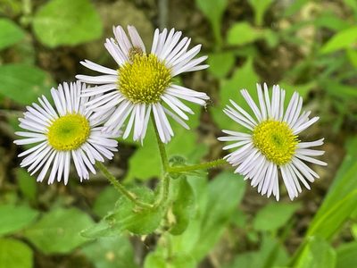 Erigeron pulchellus, photographed by Tom Scavo