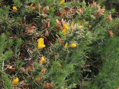Ulex europaeus, photographed by Anne Thomson