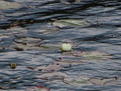 Nymphaea alba, photographed by Anne Thomson