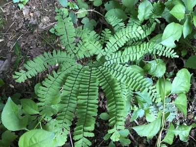 Adiantum pedatum, photographed by Scott Morris