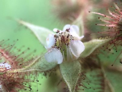 Rubus phoenicolasius, photographed by Scott Morris