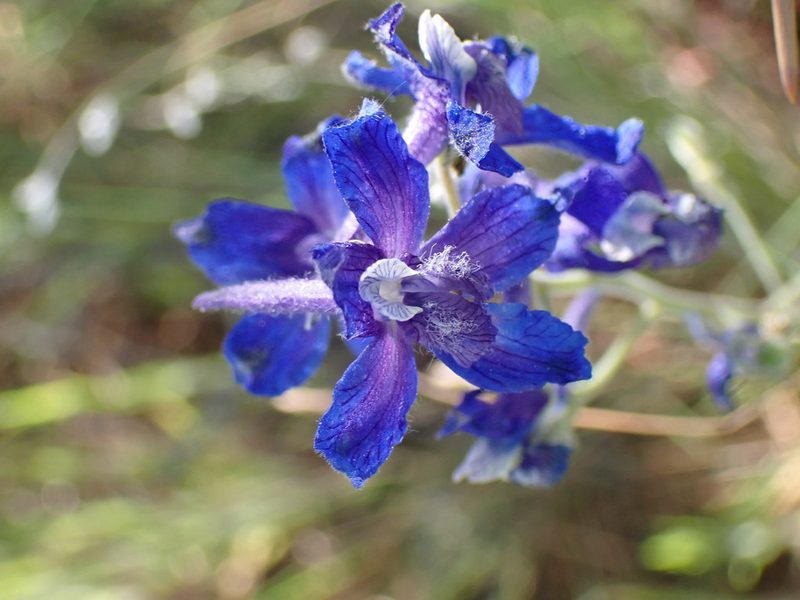 Delphinium nuttallianum, photographed by Shane Johnson