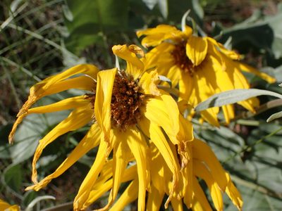Balsamorhiza sagittata, photographed by Shane Johnson