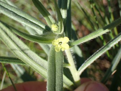 Lithospermum ruderale, photographed by Shane Johnson