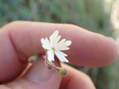Lithophragma parviflorum