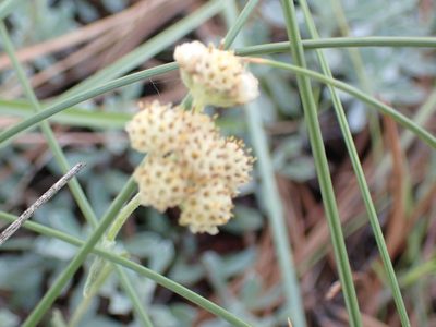 Antennaria umbrinella, photographed by Shane Johnson