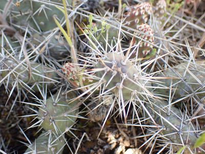 Opuntia fragilis, photographed by Shane Johnson