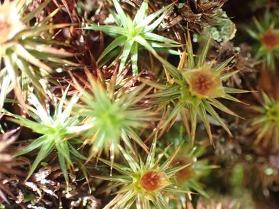 Polytrichum juniperinum, photographed by Shane Johnson