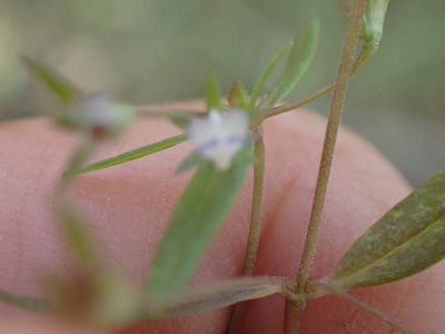 Collinsia parviflora