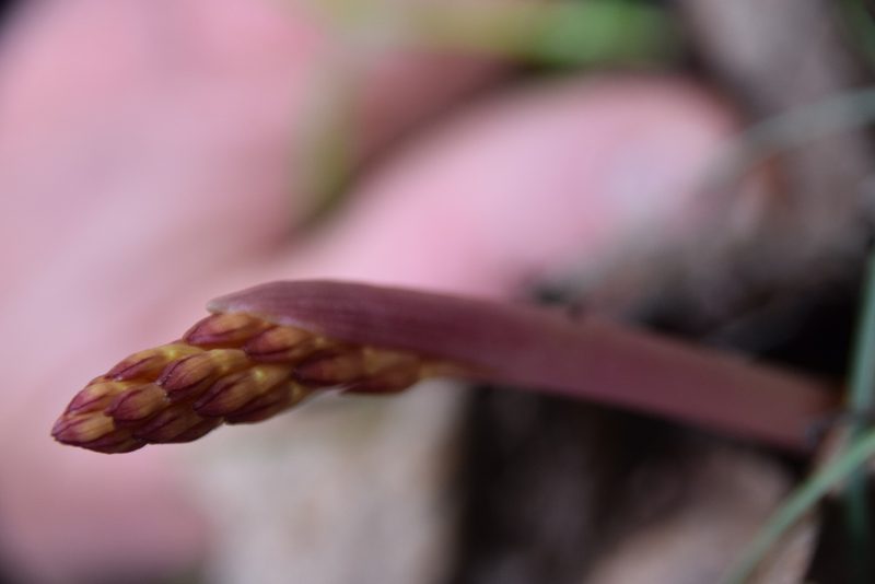 Corallorhiza maculata, photographed by Pierre Cartier