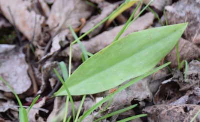 Erythronium americanum