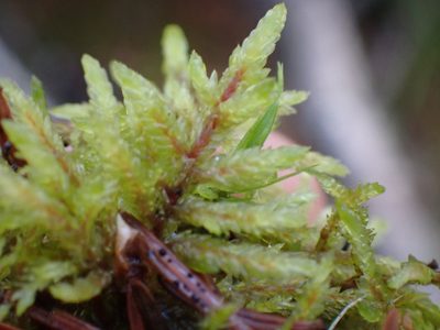 Pleurozium schreberi, photographed by Shane Johnson