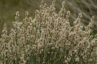 Baccharis spicata, photographed by Andrea Gantzer