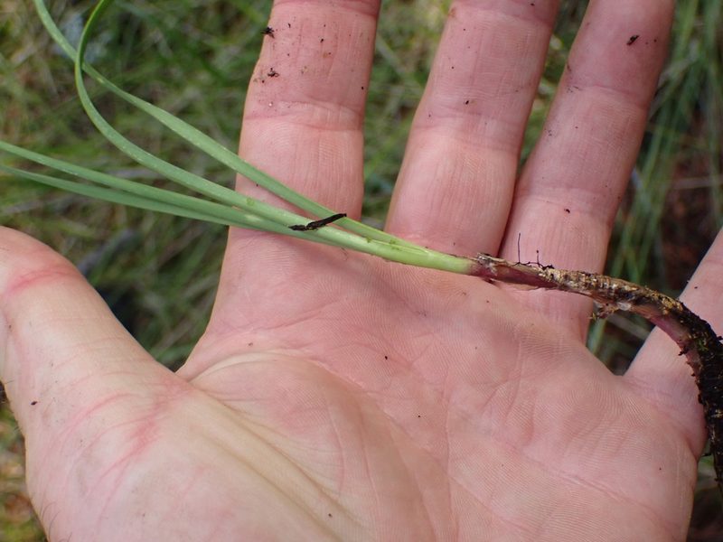 Allium cernuum, photographed by Shane Johnson
