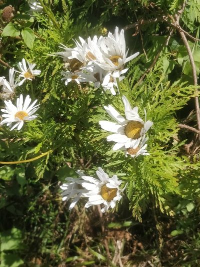 Argyranthemum dissectum