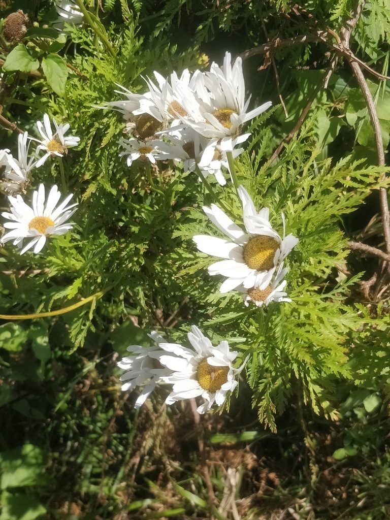 Argyranthemum dissectum, photographed by Vítor Jorge
